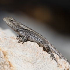 Amphibolurus muricatus (Jacky Lizard) at Illilanga & Baroona - 26 Oct 2018 by Illilanga