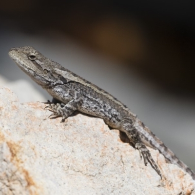 Amphibolurus muricatus (Jacky Lizard) at Michelago, NSW - 26 Oct 2018 by Illilanga