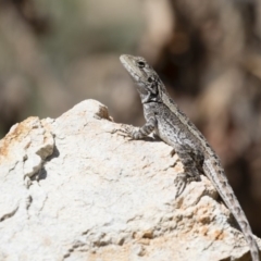 Amphibolurus muricatus at Illilanga & Baroona - 27 Oct 2018