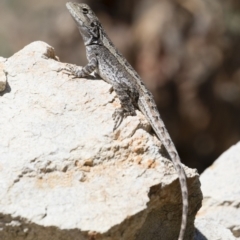 Amphibolurus muricatus at Illilanga & Baroona - 27 Oct 2018