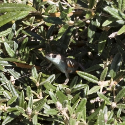 Carlia tetradactyla (Southern Rainbow Skink) at Illilanga & Baroona - 18 Nov 2018 by Illilanga