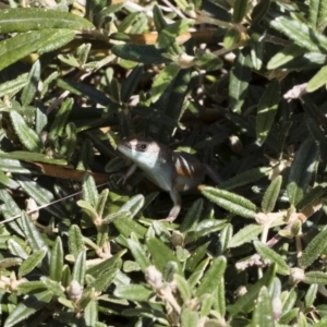 Carlia tetradactyla at Michelago, NSW - 18 Nov 2018