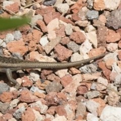 Carlia tetradactyla at Michelago, NSW - 18 Nov 2018