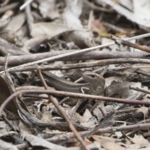 Lampropholis delicata at Michelago, NSW - 13 Oct 2018