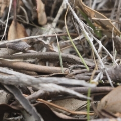 Lampropholis delicata at Michelago, NSW - 13 Oct 2018