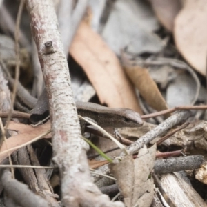 Lampropholis delicata at Michelago, NSW - 13 Oct 2018