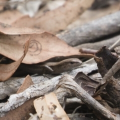 Lampropholis delicata at Michelago, NSW - 13 Oct 2018