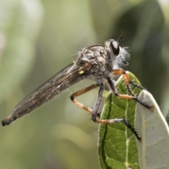 Asilinae sp. (subfamily) (Unidentified asiline Robberfly) at Illilanga & Baroona - 9 Nov 2018 by Illilanga