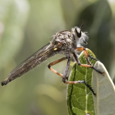 Asilinae sp. (subfamily) (Unidentified asiline Robberfly) at Illilanga & Baroona - 9 Nov 2018 by Illilanga