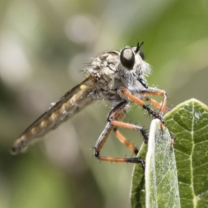 Asilinae sp. (subfamily) at Michelago, NSW - 10 Nov 2018 10:48 AM