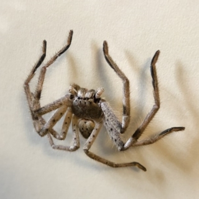 Sparassidae (family) (A Huntsman Spider) at Illilanga & Baroona - 20 Oct 2018 by Illilanga