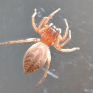 Clubiona sp. (genus) at Wamboin, NSW - 24 Oct 2018