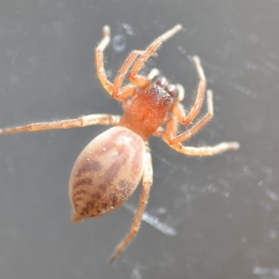 Clubiona sp. (genus) (Unidentified Stout Sac Spider) at Wamboin, NSW - 24 Oct 2018 by natureguy