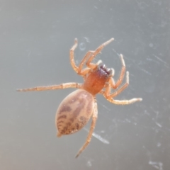 Clubiona sp. (genus) at Wamboin, NSW - 24 Oct 2018