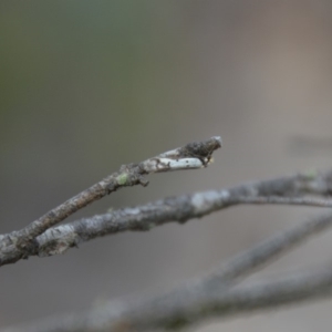 Philobota lysizona at Wamboin, NSW - 23 Oct 2018 11:09 AM