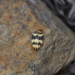 Termessa shepherdi (Shepherd's Footman) at QPRC LGA - 23 Oct 2018 by natureguy