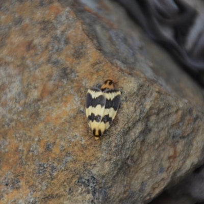 Termessa shepherdi (Shepherd's Footman) at Wamboin, NSW - 23 Oct 2018 by natureguy