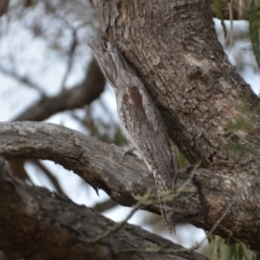 Podargus strigoides (Tawny Frogmouth) at QPRC LGA - 22 Oct 2018 by natureguy