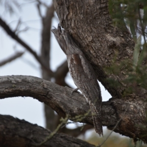 Podargus strigoides at Wamboin, NSW - 23 Oct 2018