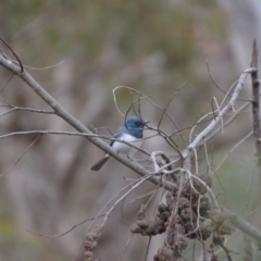 Myiagra rubecula (Leaden Flycatcher) at Wamboin, NSW - 23 Oct 2018 by natureguy