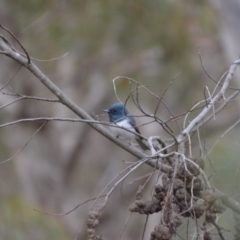 Myiagra rubecula at Wamboin, NSW - 23 Oct 2018 10:53 AM