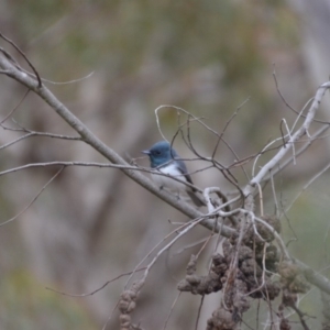 Myiagra rubecula at Wamboin, NSW - 23 Oct 2018