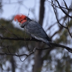 Callocephalon fimbriatum (Gang-gang Cockatoo) at Wamboin, NSW - 22 Oct 2018 by natureguy
