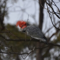 Callocephalon fimbriatum at Wamboin, NSW - 22 Oct 2018