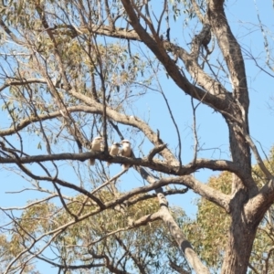 Dacelo novaeguineae at Wamboin, NSW - 21 Oct 2018