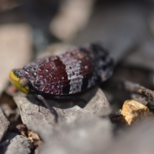 Platybrachys decemmacula at Wamboin, NSW - 21 Oct 2018