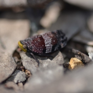 Platybrachys decemmacula at Wamboin, NSW - 21 Oct 2018