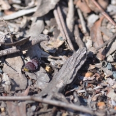 Platybrachys decemmacula at Wamboin, NSW - 21 Oct 2018