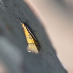 Philobota undescribed species near arabella at Wamboin, NSW - 21 Oct 2018