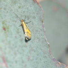 Philobota undescribed species near arabella at Wamboin, NSW - 21 Oct 2018 01:06 PM