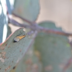 Philobota undescribed species near arabella at Wamboin, NSW - 21 Oct 2018
