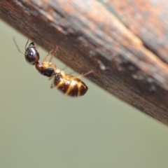 Colobopsis macrocephala (An arboreal ant) at Wamboin, NSW - 21 Oct 2018 by natureguy