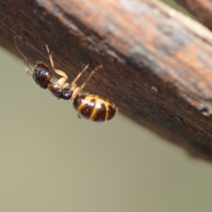 Colobopsis macrocephala at Wamboin, NSW - 21 Oct 2018 12:39 PM