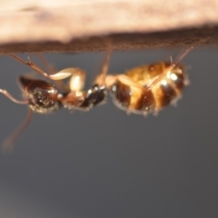 Colobopsis macrocephala at Wamboin, NSW - 21 Oct 2018 12:39 PM