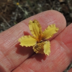 Goodenia paradoxa (Spur Goodenia) at Mitchell, ACT - 22 Nov 2018 by MichaelBedingfield