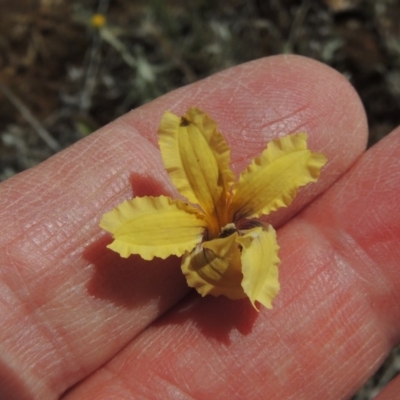 Goodenia paradoxa (Spur Goodenia) at Mitchell, ACT - 22 Nov 2018 by MichaelBedingfield