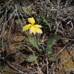 Goodenia paradoxa at Mitchell, ACT - 22 Nov 2018