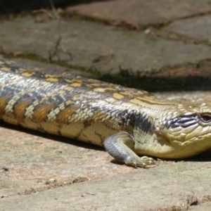 Tiliqua scincoides scincoides at Morton, NSW - 20 Nov 2018 11:55 AM