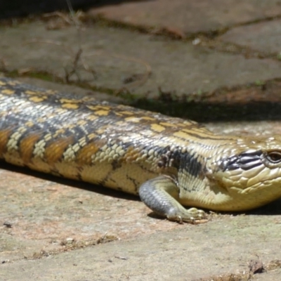 Tiliqua scincoides scincoides (Eastern Blue-tongue) at Morton, NSW - 20 Nov 2018 by vivdavo