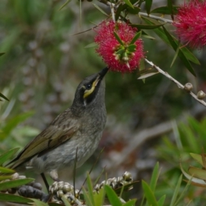 Caligavis chrysops at Morton, NSW - 25 Nov 2018 04:50 PM