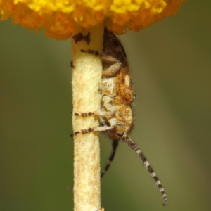 Rhytiphora paulla at Acton, ACT - 22 Nov 2018 11:58 AM