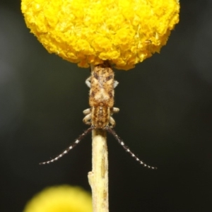 Rhytiphora paulla at Acton, ACT - 22 Nov 2018