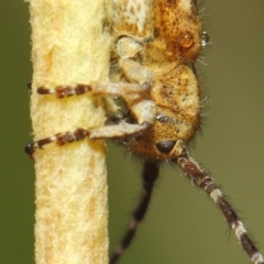 Rhytiphora paulla at Acton, ACT - 22 Nov 2018