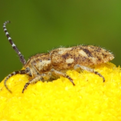 Rhytiphora paulla (Longhorn beetle) at Acton, ACT - 22 Nov 2018 by TimL