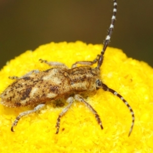 Rhytiphora paulla at Acton, ACT - 22 Nov 2018