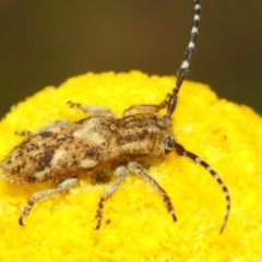 Rhytiphora paulla at Acton, ACT - 22 Nov 2018